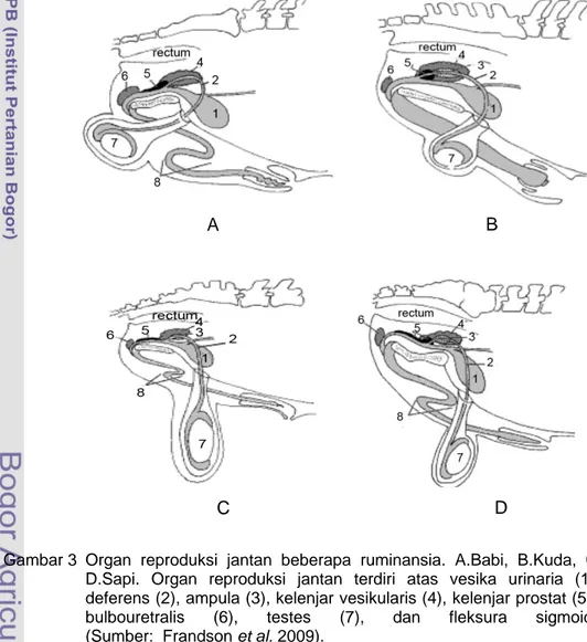 Gambar 3  Organ reproduksi jantan beberapa ruminansia. A.Babi, B.Kuda, C.Domba,  D.Sapi