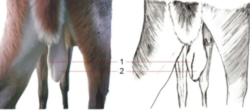 Gambar 7   Posisi testis dalam skrotum saat muncak berdiri. Testis terdiri atas testes  sinister (1), testes dexter (2)