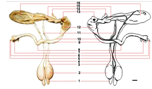 Gambar 8 Anatomi organ reproduksi muncak jantan. Organ reproduksi muncak jantan  terdiri atas kauda epididimidis (1), testis (2), kaput epididimidis (3), funikulus  spermatikus (4), prosesus uretralis (5), glans penis (6), preputium (7), fleksura  sigmoide