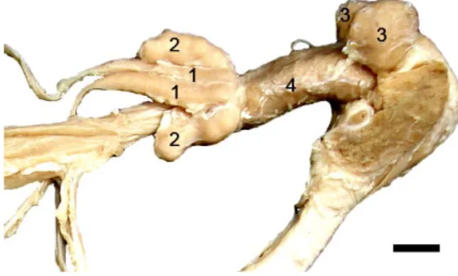 Gambar  10 Kelejar asesoris kelamin pada muncak. Kelenjar asesoris terdiri atas  ampula (1), kelenjar vesikularis (2), dan kelenjar bulbouretralis (3)