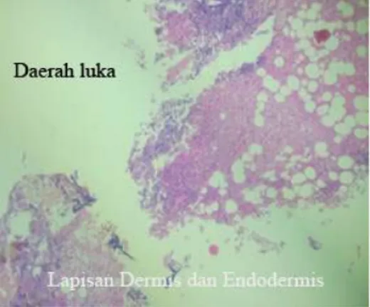 Gambar 1. Struktur Histologik Lapisan  Epidermis kulit Pengobatan  dengan Daun Mengkudu  minggu Pertama (H.E