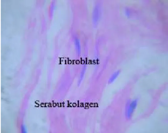 Gambar 5. Struktur histologis kulit  pengobatan dengan daun  mengkudu minggu ketiga  daerah epidermis dan dermis  (H.E