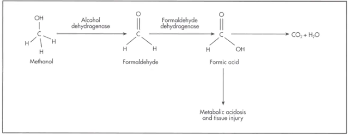 Gambar 2.Metabolisme metanol. 8 