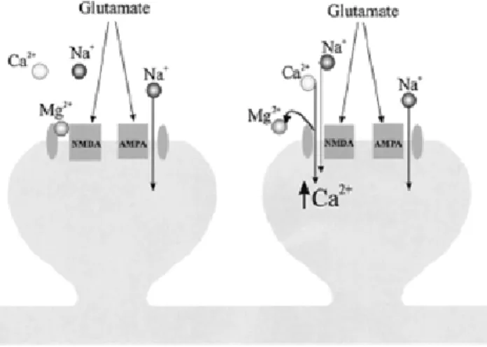 Gambar 4. Transmisi sinaps pada keadaan istirahat dan depolarisasi 