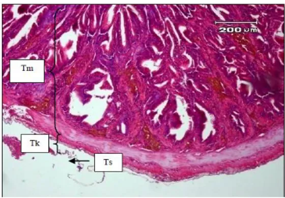 Gambar  1.  Histologi  usus  lele  lokal.  Tunika  mukosa  (Tm),  tunika  muskularis  (Tk),  dan  tunika  serosa  (Ts).Pewarnaan HE, Skala  200 μm 