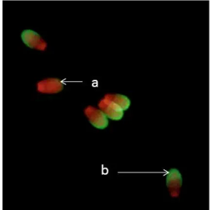 Gambar  5  Status  akrosom  spermatozoa  domba  dengan  pewarnaan  histokimia  lektin  metode  FITC  (a)  spermatozoa  dengan  tudung  akrosom  rusak  sedangkan (b) spermatozoa dengan tudung akrosom utuh 