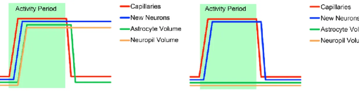 Gambar  2.  Pengaruh  waktu  dan  komponen-komponen  yang  berbeda  berkaitan  dengan lingkungan terhadap struktur otak