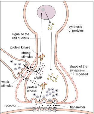 Gambar  1.  Perubahan  biomolekuler  pada  siput  laut,  Aplysia  yang  menunjukkan  pembentukan  memori  jangka  panjang  dan  memori  jangka  pendek