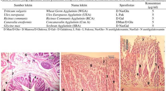 Gambar 1. Gambaran histologis kardiak (A), fundus (B), dan pilorus (C) kerbau rawa dengan pewarnaan HE