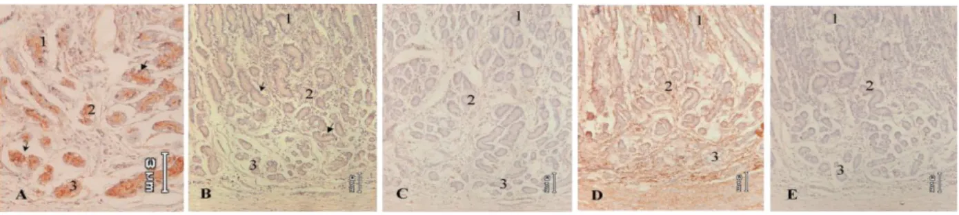 Gambar 9. Gambaran reaktivitas glikokonjugat pada daerah kelenjar pilorus kerbau rawa dengan pewarnaan histokimia lektin  WGA (A), UEA (B), RCA (C), Con A (D) dan SBA (E)