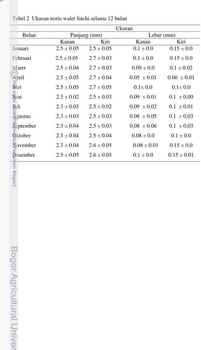 Tabel 2  Ukuran testis walet linchi selama 12 bulan  Ukuran 