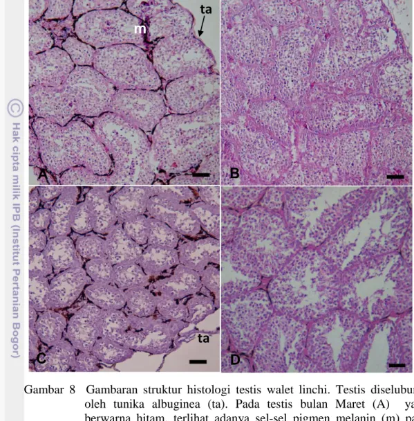 Gambar  8    Gambaran  struktur  histologi  testis  walet  linchi.  Testis  diselubungi  oleh  tunika  albuginea  (ta)