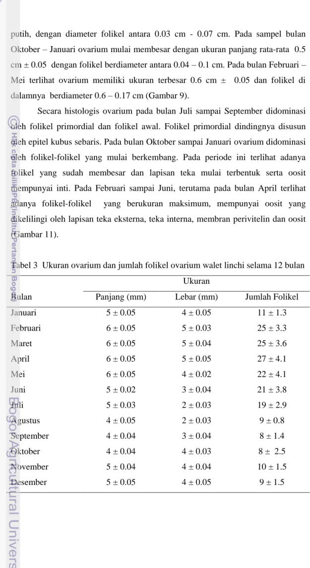 Tabel 3  Ukuran ovarium dan jumlah folikel ovarium walet linchi selama 12 bulan  Ukuran 
