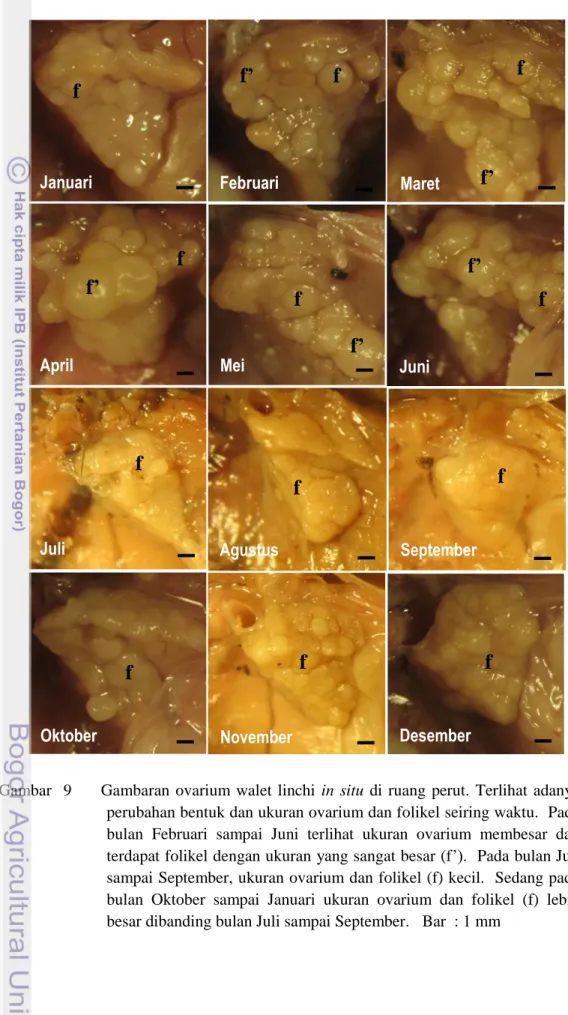 Gambar    9          Gambaran  ovarium  walet  linchi  in  situ  di  ruang  perut.  Terlihat  adanya  perubahan bentuk dan ukuran ovarium dan folikel seiring waktu