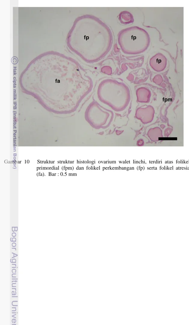 Gambar  10      Struktur  struktur  histologi  ovarium  walet  linchi,  terdiri  atas  folikel    primordial  (fpm)  dan  folikel  perkembangan  (fp)  serta  folikel  atresia  (fa)