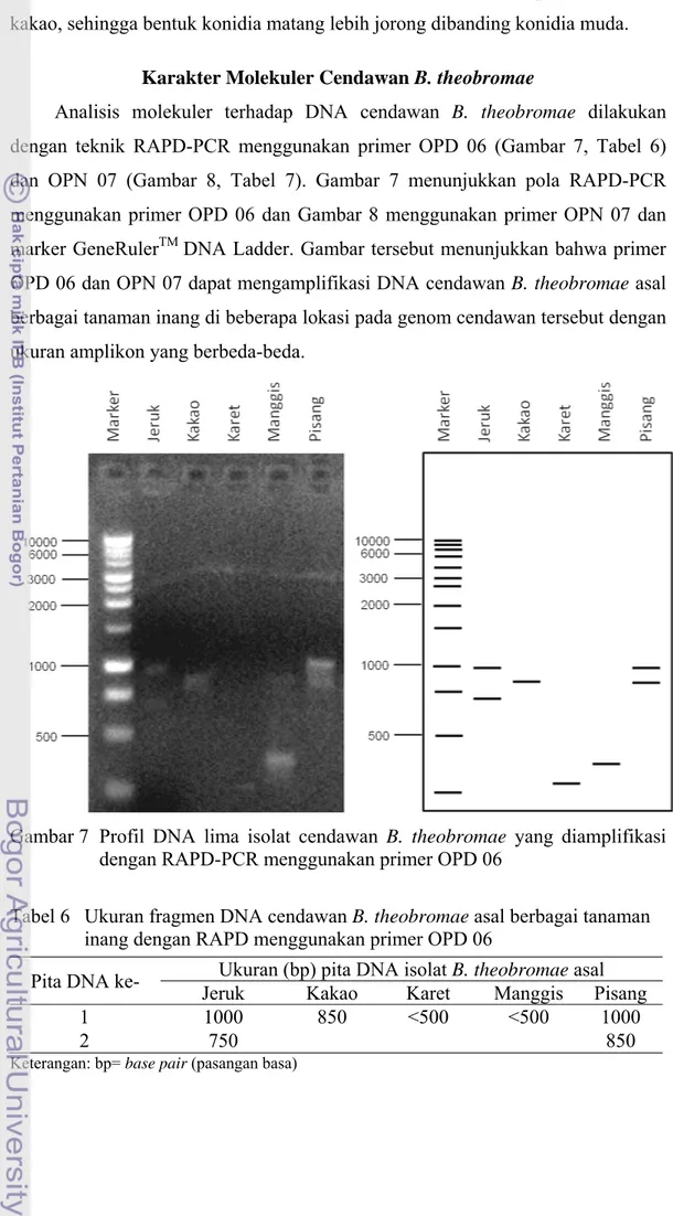 Gambar 7  Profil DNA lima isolat cendawan B. theobromae yang diamplifikasi  dengan RAPD-PCR menggunakan primer OPD 06 