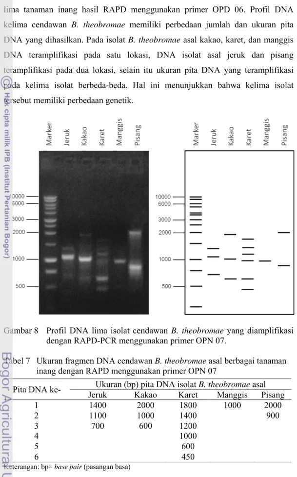 Tabel 6 menunjukkan ukuran fragmen DNA cendawan B. theobromae asal  lima tanaman inang hasil RAPD menggunakan primer OPD 06