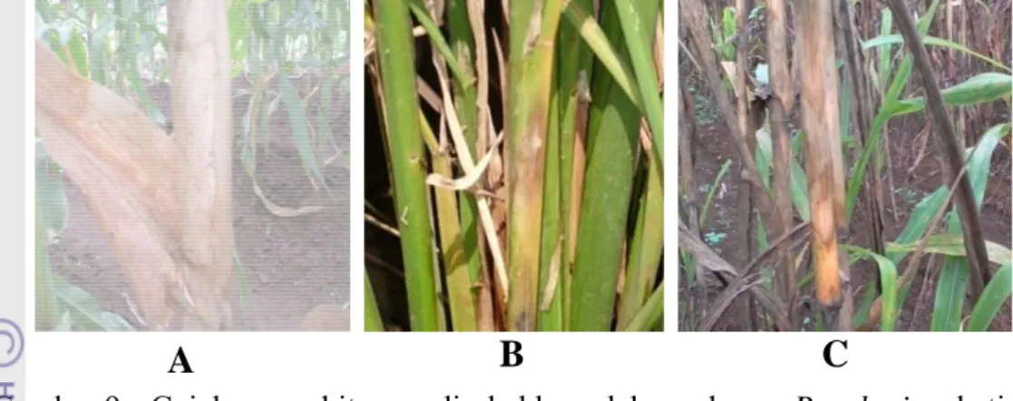 Gambar 9  Gejala penyakit yang disebabkan oleh cendawan R. solani pada tiga  tanaman inang
