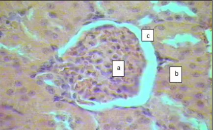 Gambar 1.  Struktur mikroskopis ginjal  tikus putih jantan pada    kelompok  (K1) yang diberi aquades : (a) glomerulus (b) inti sel  (c ) membran sel