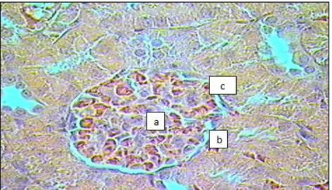 Gambar 3. Struktur mikroskopis ginjal kelompok (K3) yang diberi   ekstrak  mahkota dewa kosentrasi 32% (a) glomerulus (b) inti sel (c) membran  sel(Perbesaran  mikroskop  = okuler x obyektif = 10 x 10; Pewarnaan = HE) 