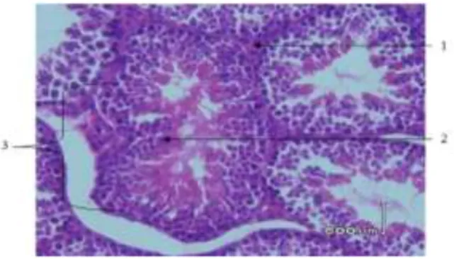 Gambar  4.  Gambaran  Histopatologik  tubulus  seminiferus  mencit.  Terlihat  :  1)  membran  basalis,  2)  kesal  sel  spermatozoid  yang  normal,  3)  kesal  sel  spermatid,  spermatosit  dan  spermatogonia  yang  normal
