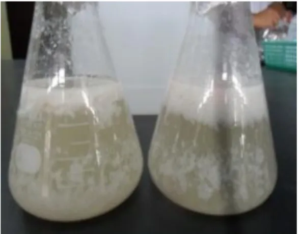 Gambar 10. Santan Hasil Sterilisasi    