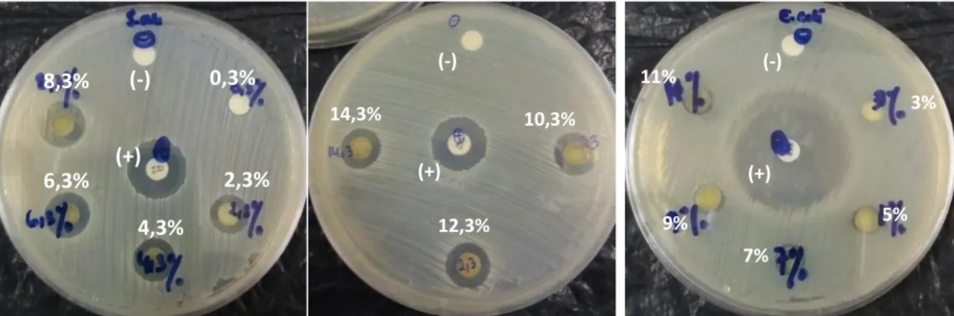 Tabel 2. Diameter Zona Hambat Pertumbuhan Bakteri E. coli dan S. aureus pada Berbagai  Konsentrasi Ekstrak Etanol Daun Trembesi 