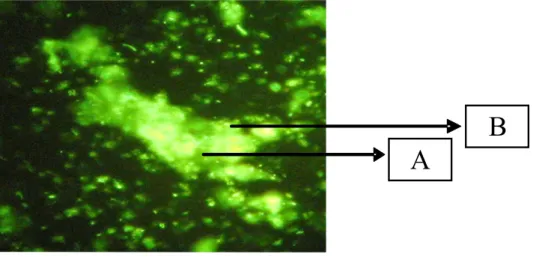 Gambar 8.  Hasil uji adesi pada Escherichia coli di sel epitel ambing tikus. (A) sel epitelium ambing tikus dan (B) sel  bakteri.