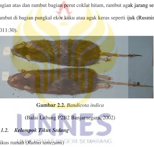 Gambar 2.2. Bandicota indica  (Balai Litbang P2B2 Banjarnegara, 2002)  2.1.1.1.2.   Kelompok Tikus Sedang 