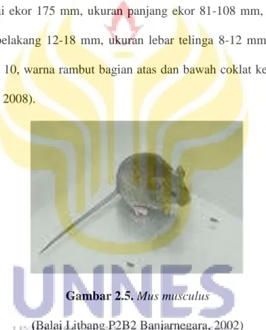 Gambar 2.5. Mus musculus  (Balai Litbang P2B2 Banjarnegara, 2002)  2)  Cecurut (Suncus Murinus)  