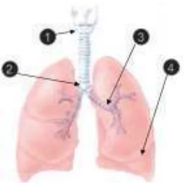 Gambar 2.3 suara paru-paru berdasarkan lokasi auskultasi   (Ramadhan, M,Z., 2012) 