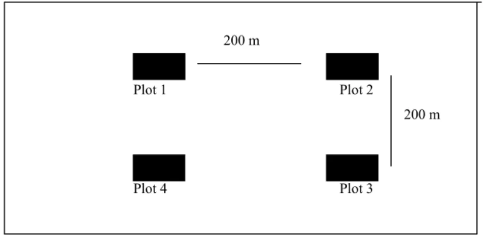 Gambar 1  Letak plot pengamatan dalam areal tanaman JUN. 