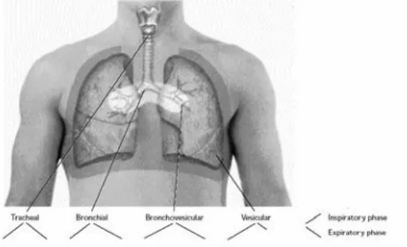 Gambar 1. Lokasi suara paru-paru normal [1] 