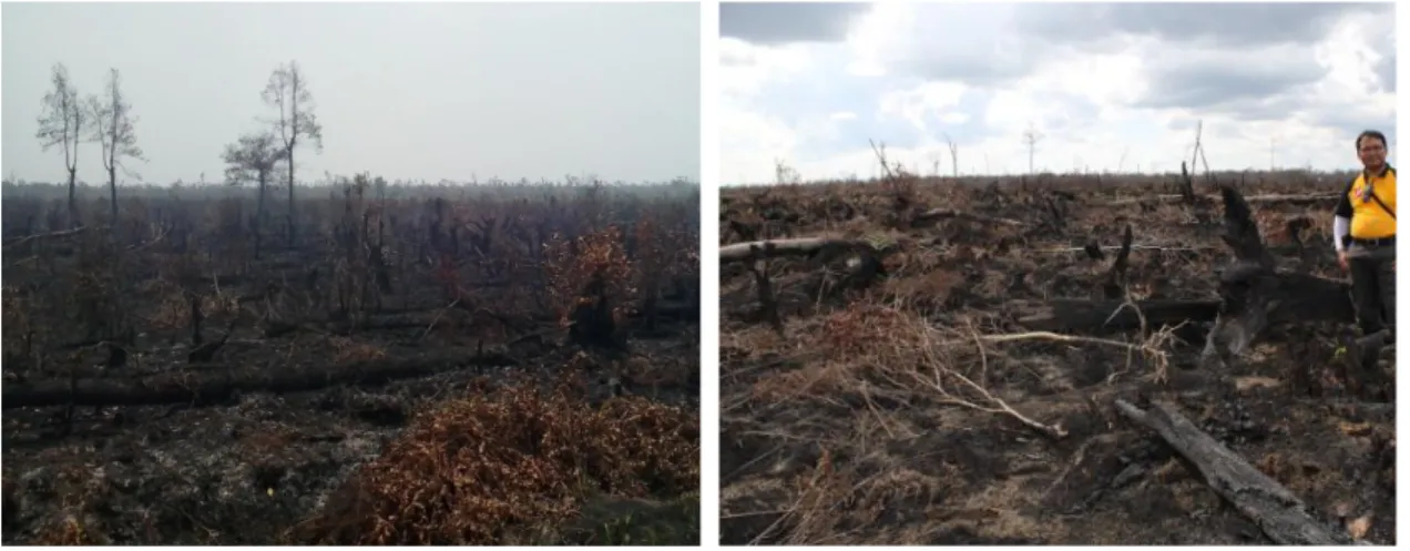 Gambar  1  memperlihatkan  foto  lapangan  daerah  terbakar  yang  berada  di  Kabupaten Pulang Pisau Provinsi Kalimantan Tengah dan Kabupaten Ogan  Komering Ilir Provinsi Kalimantan Tengah