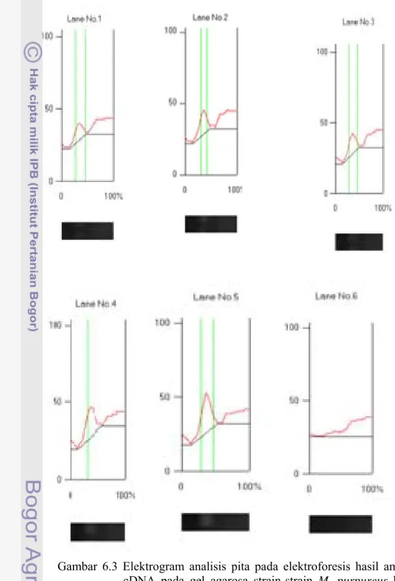 Gambar 6.3 Elektrogram analisis pita pada elektroforesis hasil amplifikasi  cDNA pada gel agarosa strain-strain M