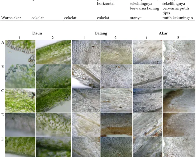 Tabel 1. Karakter morfologi lima varietas Sanseviera trifasciata  Sifat Morfologi  Green tiger  Hahnii medio 