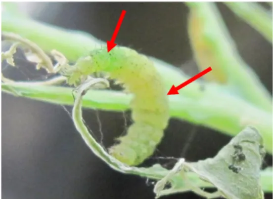 Gambar 1. Tubuh larva P. xylostella  terinfeksi B. basiana 