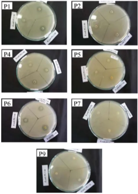 Gambar 3.  Diameter Zona Penghambatan Isolat Bakteri Rizosfer Rumput Pangola terhadap Bakteri E