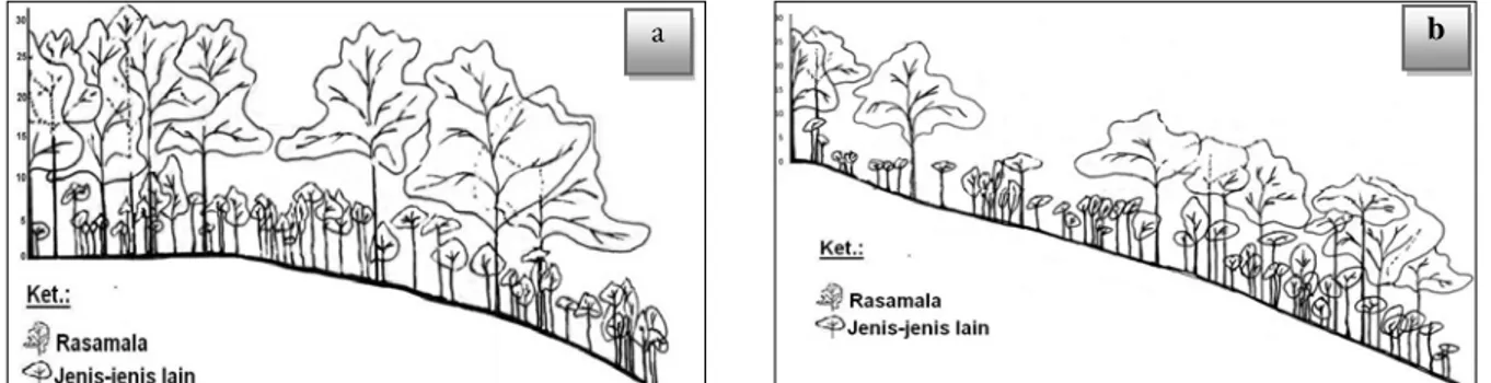 Gambar 1. Tofografi petak permanen di hutan homogen rasamala (A. excelsa) Bodogol TNGGP, jalur  A1-A10 (a) dan  jalur A-J  (b) (Sadili dan Laode, 2012)