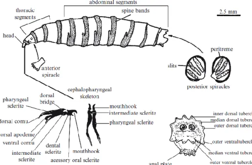 Gambar 2.11. Struktur larva secara umum. 31