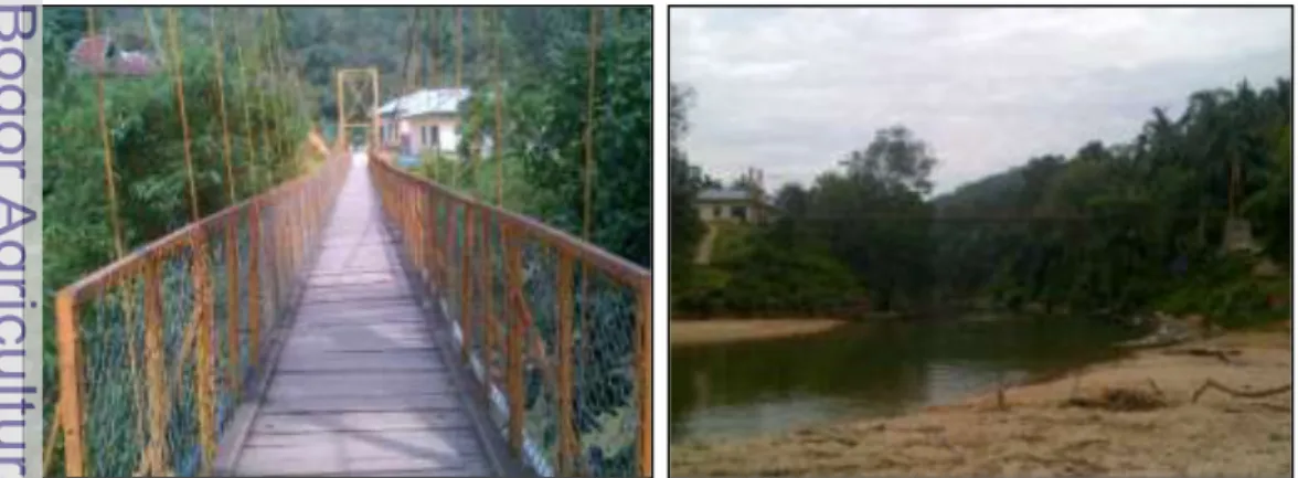 Gambar 11  Jembatan dari kayu kulim di Desa Aur Kuning. 