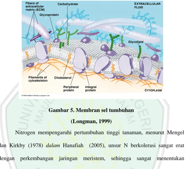 Gambar 5. Membran sel tumbuhan   (Longman, 1999) 