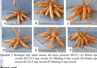 Gambar 2 Berbagai tipe umbi mutan ubi kayu generasi M1V2 (A) Ratim tipe 