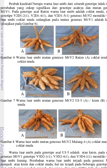 Gambar 6 Warna luar umbi mutan generasi M1V2 Ratim (A) coklat muda (B) 