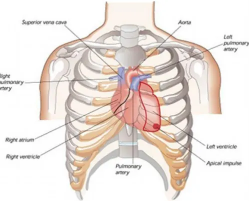 Gambar 2.1. Letak jantung dalam dada (Setiadi,2007).