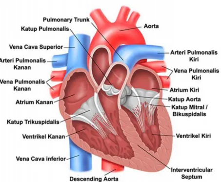 Gambar  2.2.  Struktur  jantung (Continuing  Medical  Implementation  Inc., 2016).