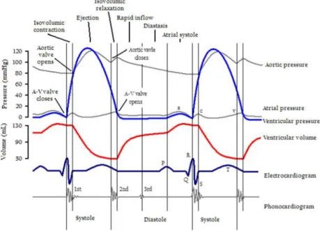 Gambar 2.3. Gambaran hubungan suara jantung dan siklus jantung (Abbas, 2009).