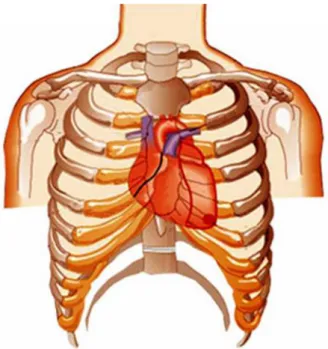 Gambar 2.1. Posisi jantung di dalam rongga dada (Soeharto, 2004)