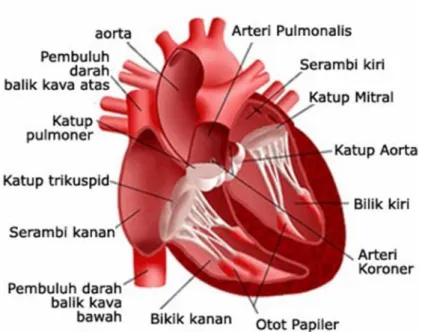 Gambar 2.2. Bagian-bagian jantung (Soeharto, 2004)