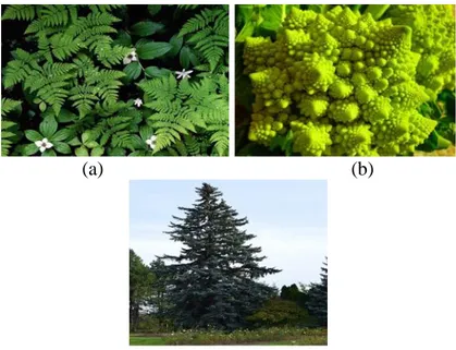 Gambar 2.6. Fraktal Alami (a) Daun Pakis (b) Kembang Kol Romawi (c) Pohon Cemara